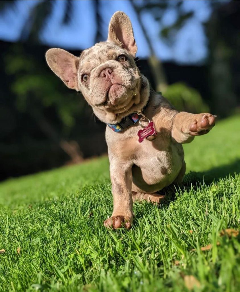 französische bulldogge welpen