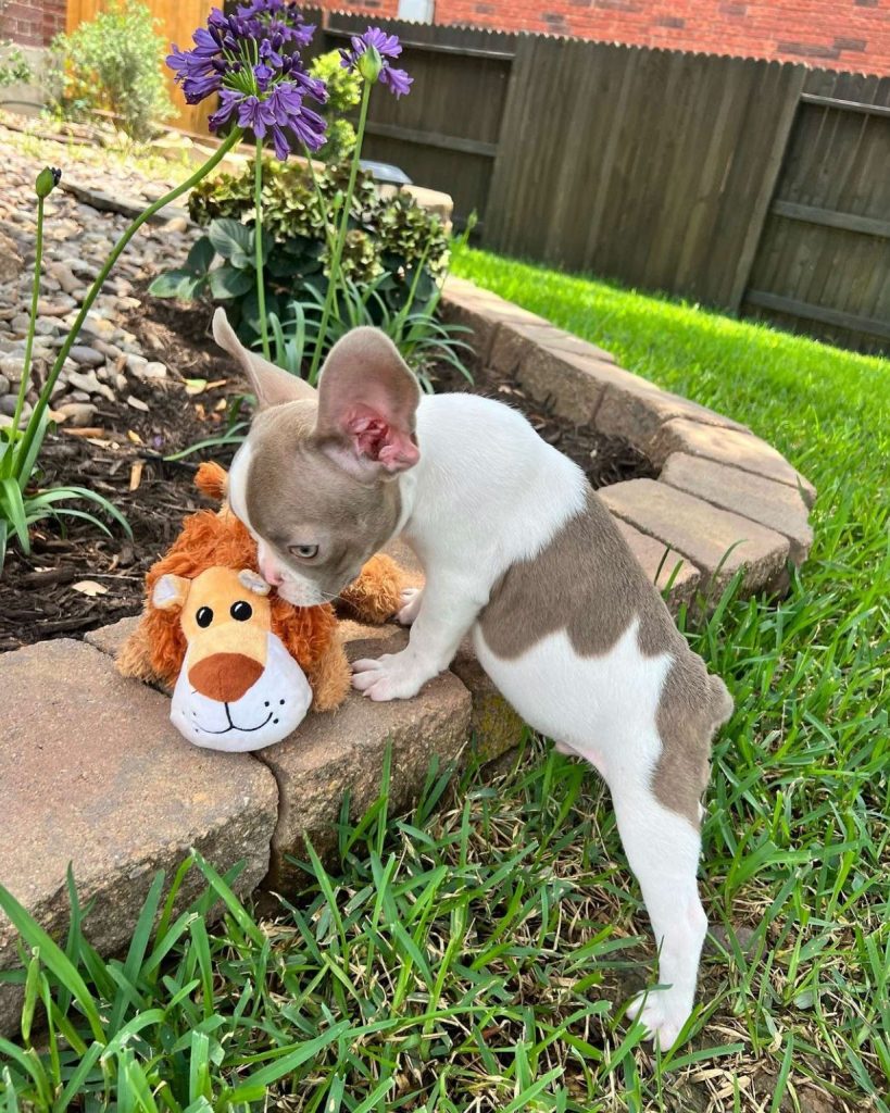 Französische bulldogge kaufen welpen