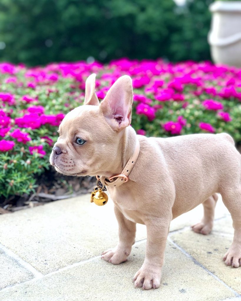 Französische Bulldogge Kaufen Hamburg