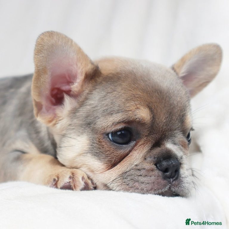 Französische bulldogge welpe