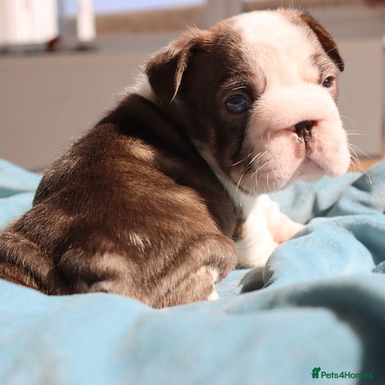 Häufigste todesursache französische bulldogge