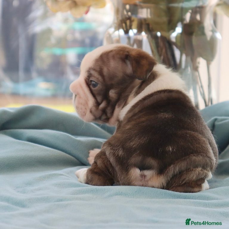 Tierheim französische bulldogge