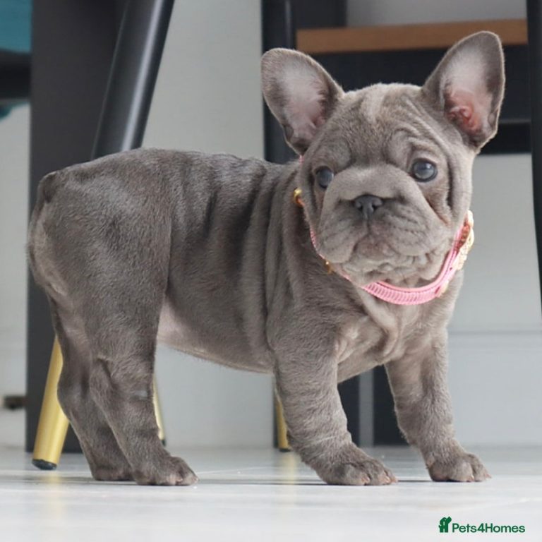 Bulldog francez