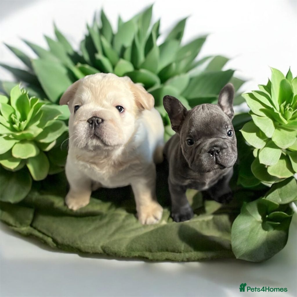 Französische bulldoggen