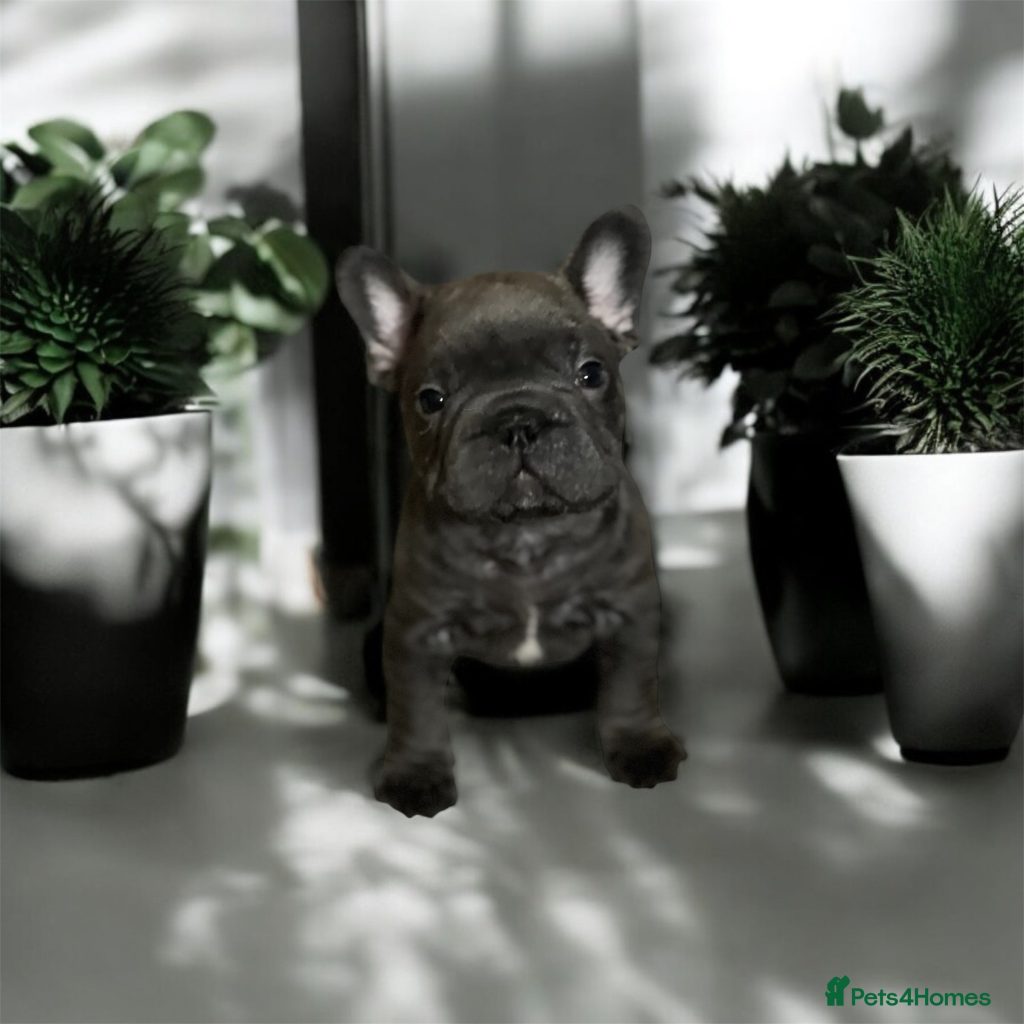 Kaufen französische bulldogge welpen