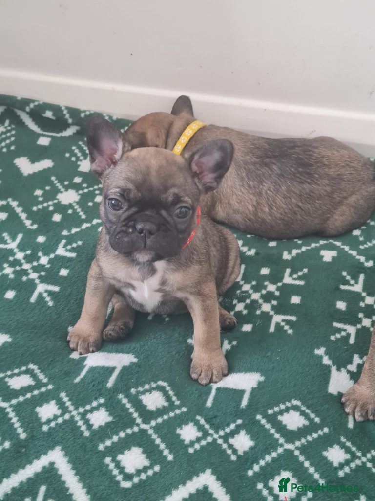 Französische bulldogge bis 400 euro