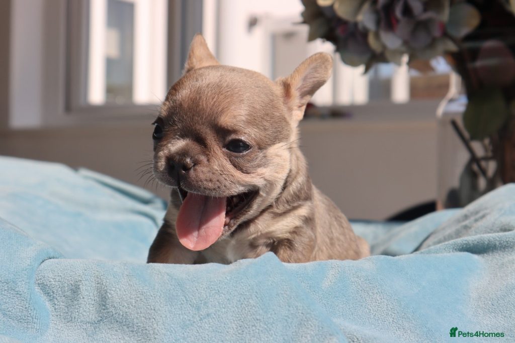 Französische bulldogge figur