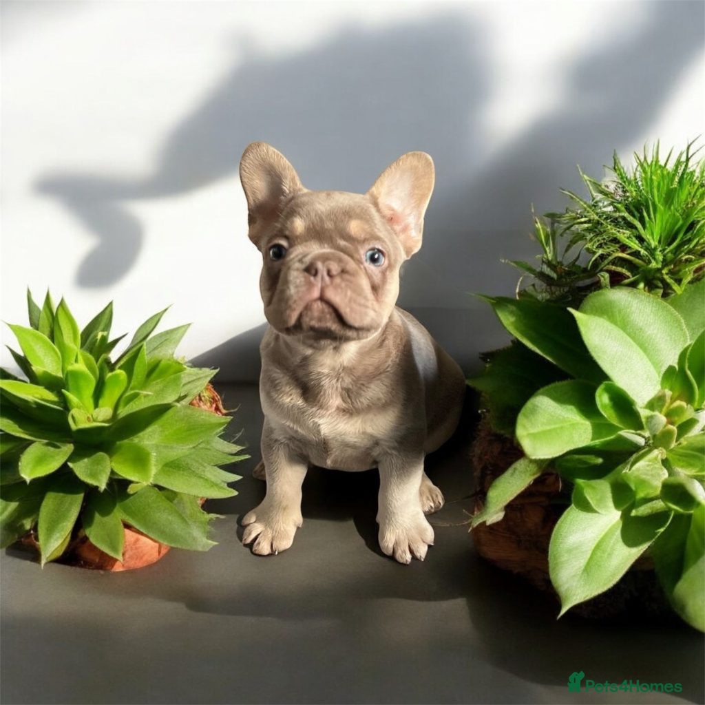 Französische bulldogge maulkorb
