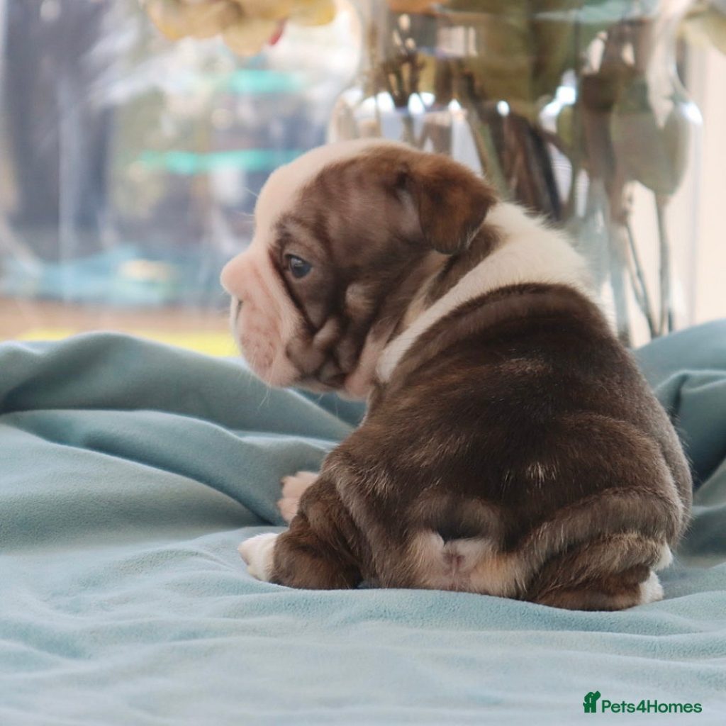 Französische bulldogge futter tabelle