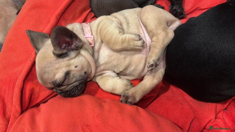 Französische Bulldogge Wie Alt