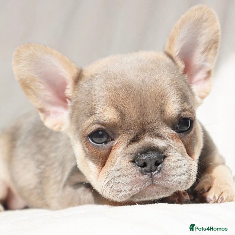 Ab wann werden französische bulldoggen ruhiger